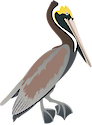 Illustration of Pelecanus occidentalis (Brown Pelican)