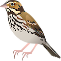 Illustration of Passerculus sandwichensis (Savannah Sparrow)