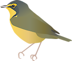 Illustration of Oporonis formosus (Kentucky Warbler)
