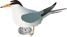 Illustration of Sternula antillarum (Least Tern) with eggs