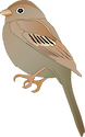Illustration of Spizella pusilla (Field Sparrow)