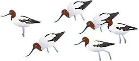 Illustration of Recurvirostra novaehollandiae (Red-necked Avocet) flock