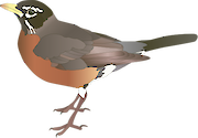 Illustration of Turdus migratorius (American Robin)