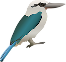 Illustration of Todiramphus chloris (Collared Kingfisher)