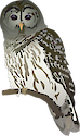 Illustration of Strix varia (Barred Owl)