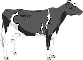 Illustration of Bos taurus (Cow)