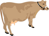 Illustration of Bos taurus (Cow)