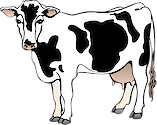 Illustration of Bos taurus (Cow)