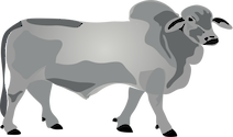 Illustration of Bos taurus (Bull)