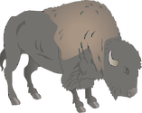 Illustration of Bison bison (American Bison)