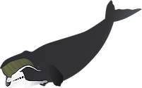 Illustration of Balaena mysticetus (Bowhead Whale)