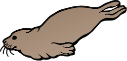 Illustration of Arctocephalus pusillus (Brown Fur Seal)