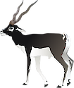 Illustration of Antilope cervicapra (Blackbuck Antelope)