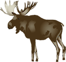 Illustration of Alces alces (Moose)