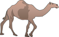 Illustration of Camelus dromedarius (Arabian Camel)