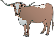 Illustration of Bos taurus (Longhorn Steer)