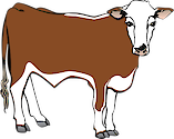 Illustration of Bos taurus (Hereford Steer)