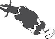Illustration of Bos taurus (Cow) from above 3