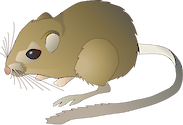 Illustration of Dipodomys ordii (Kangaroo Rat)