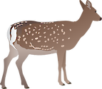 Illustration of Cervus nippon (Sika Deer) doe