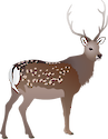 Illustration of Cervus nippon (Sika Deer) buck