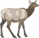 Illustration of Cervus elaphus (Red Deer) doe