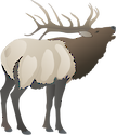 Illustration of Cervus elaphus (Red Deer) buck
