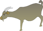 Illustration of Capra aegagrus hircus (Goat)
