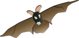 Illustration of Euderma maculatum (Spotted Bat)