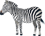 Illustration of Equus quagga (Plains Zebra)