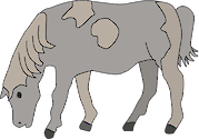 Illustration of Equus ferus caballus (Pony)
