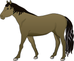Illustration of Equus ferus caballus (Horse)
