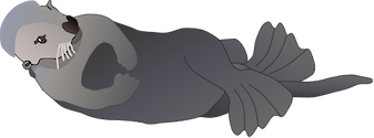Illustration of Enhydra lutris (Sea Otter)