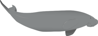 Illustration of Dugong dugon (Dugong)