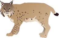 Illustration of Lynx rufus (Bobcat)