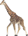 Illustration of Giraffa camelopardalis (Giraffe)