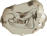 Illustration of Rhinoceros jaw fossil