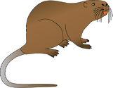 Illustration of Myocastor coypus (Nutria)