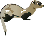 Illustration of Mustela nigripes (Black-footed Ferret)
