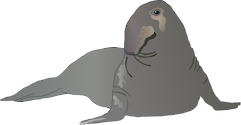 Illustration of Mirounga angustirostris (Northern Elephant Seal)