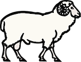 Illustration of Ovis aries (Sheep)