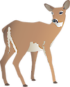Illustration of Odocoileus virginianus (White-tailed Deer) doe