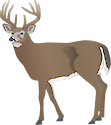 Illustration of Odocoileus virginianus (White-tailed Deer) buck