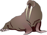 Illustration of Odobenus rosmarus (Walrus)