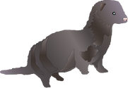 Illustration of Neovison vison (American Mink)