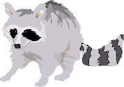 Illustration of Procyon lotor (Raccoon)