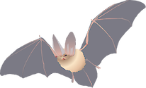 Illustration of Plecotus townsendii (Townsend's Big-eared Bat)