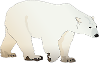Illustration of Ursus maritimus (Polar Bear)