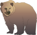 Illustration of Ursus arctos horribilis (Grizzly Bear)