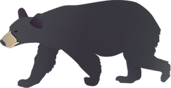 Illustration of Ursus americanus (American Black Bear)